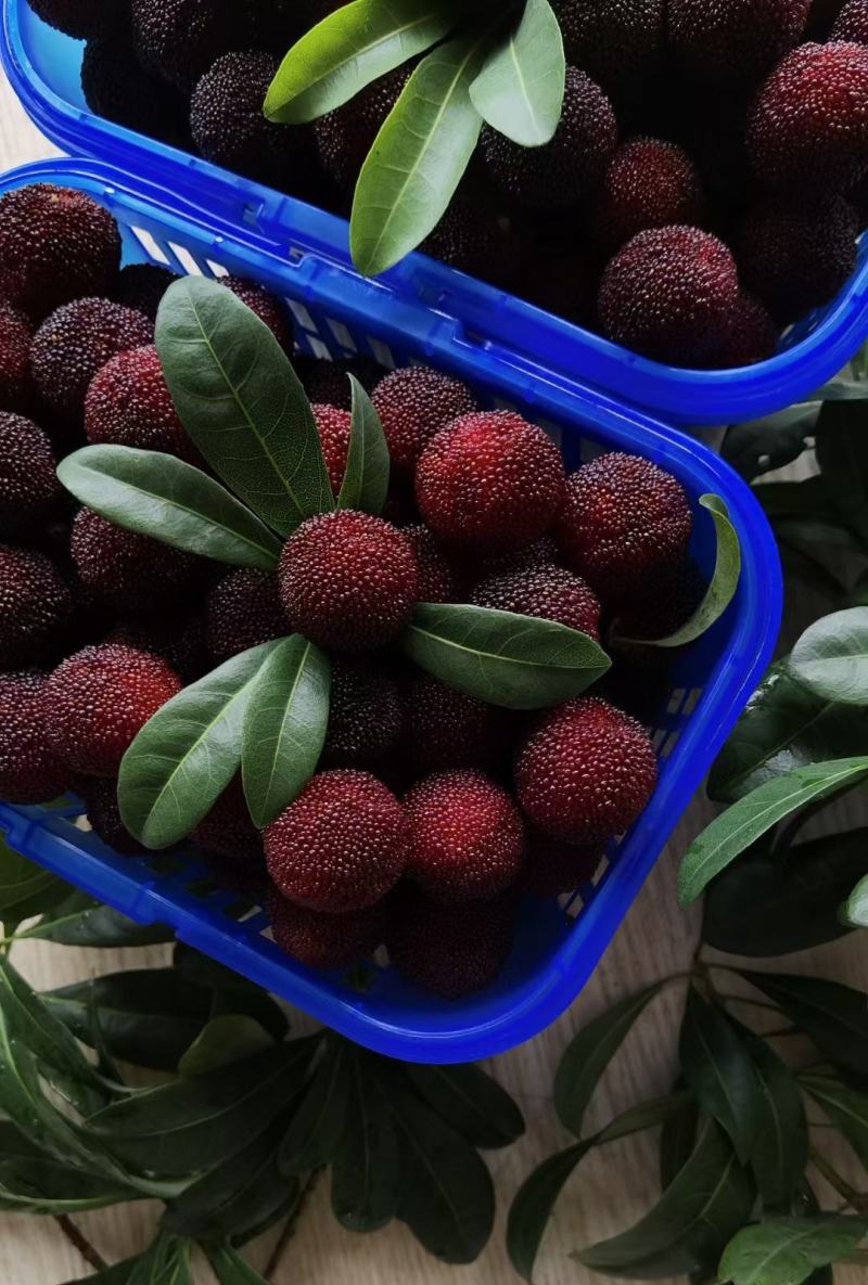 案例解读：如何种植出最优质的有机蔬菜