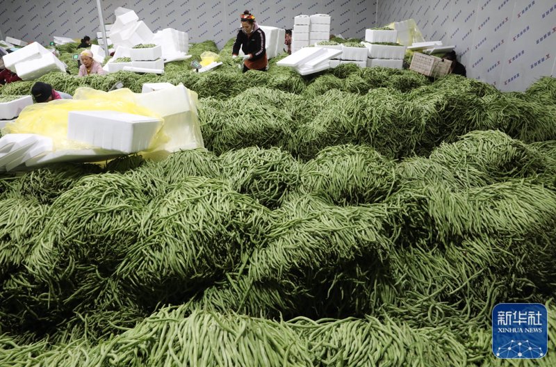 如何打造高效绿色的蔬菜种植基地?